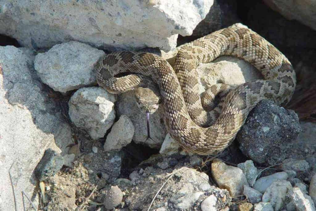 Vida útil de la serpiente de cascabel salvaje Cuánto viven las