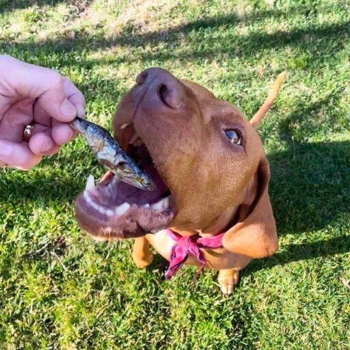 Pueden Los Perros Comer Anchoas