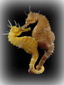 Caballitos de mar Caballitos de mar