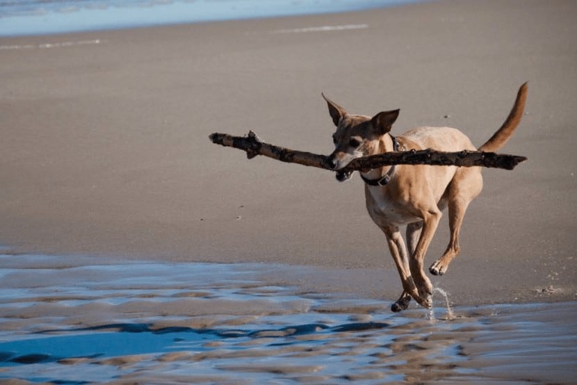 Caza con podenco andaluz