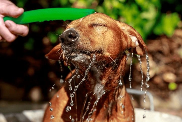 Cuidados del podenco andaluz