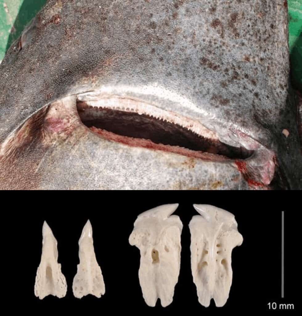 Dientes del tiburón de Groenlandia