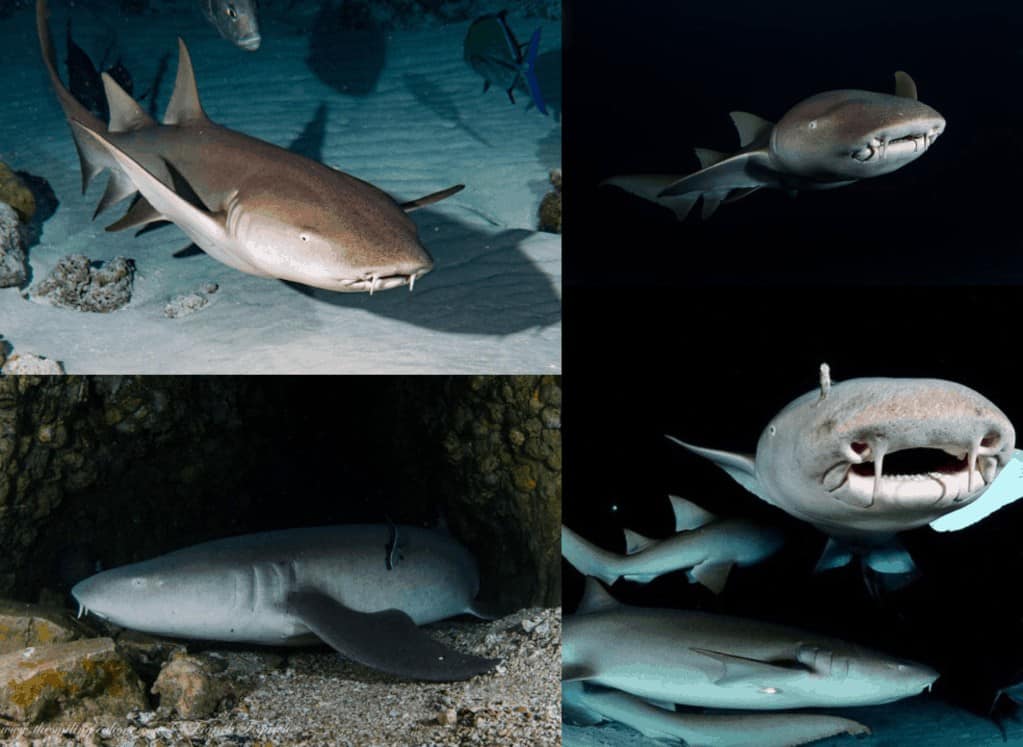 Ginglymostoma cirratum