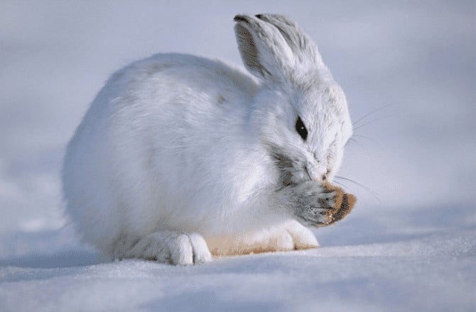 Liebre del ártico