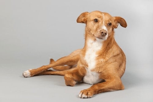 Podenco Andaluz