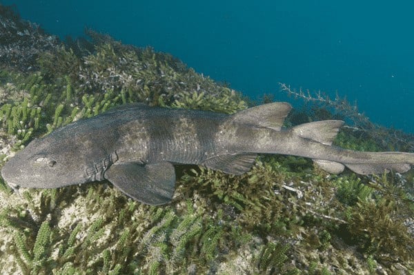 Tiburón ciego azulado