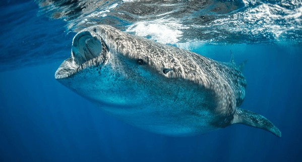 Tiburón ballena
