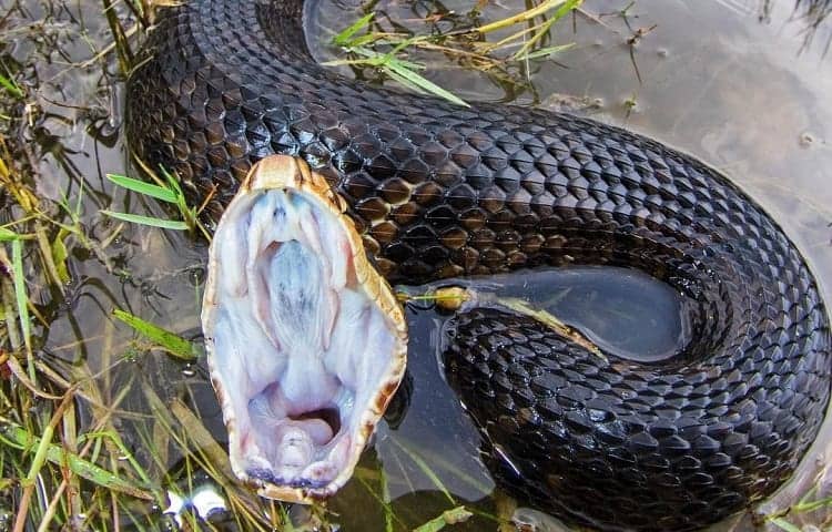 serpiente boca de algodón lista para morder