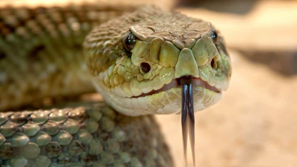 serpiente de cascabel que mira fijamente para proteger su territorio