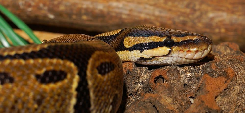 Pitón bola en jaula para criar