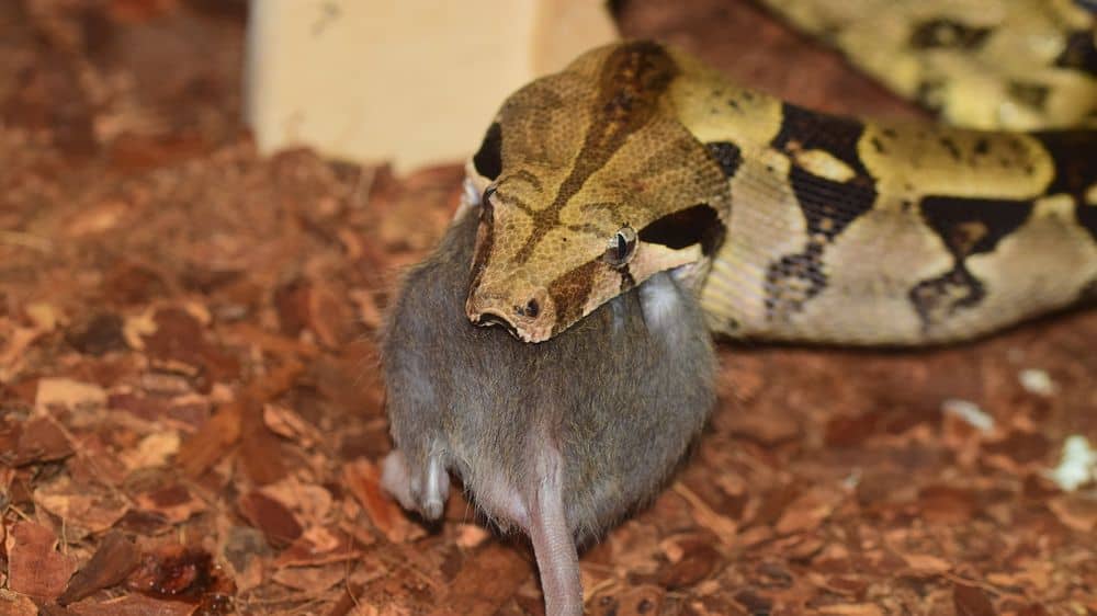 alimentar boa mascota una rata