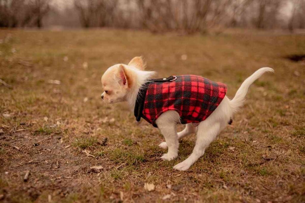 Cuándo las cacas del cachorro se vuelven sólidas 1 ¿Cuándo las cacas del cachorro se vuelven sólidas? 4 Razones por las que sigue moqueando