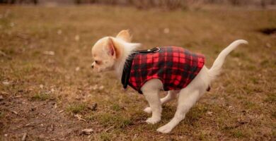 Cuándo las cacas del cachorro se vuelven sólidas 1 ¿Cuándo las cacas del cachorro se vuelven sólidas? 4 Razones por las que sigue moqueando