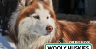 husky lanudo