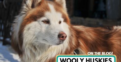husky lanudo