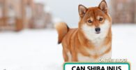¿se pueden afeitar los shiba inus?