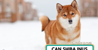 ¿se pueden afeitar los shiba inus?