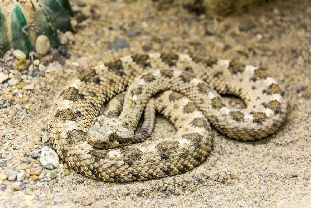 serpiente sidewinder en el desierto