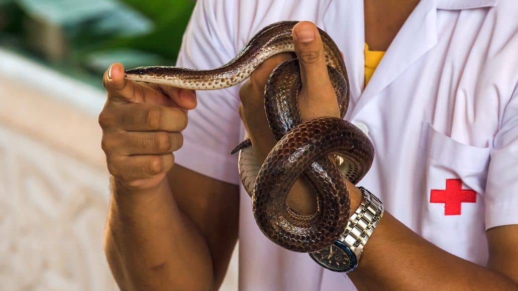 humano con serpiente de mascota