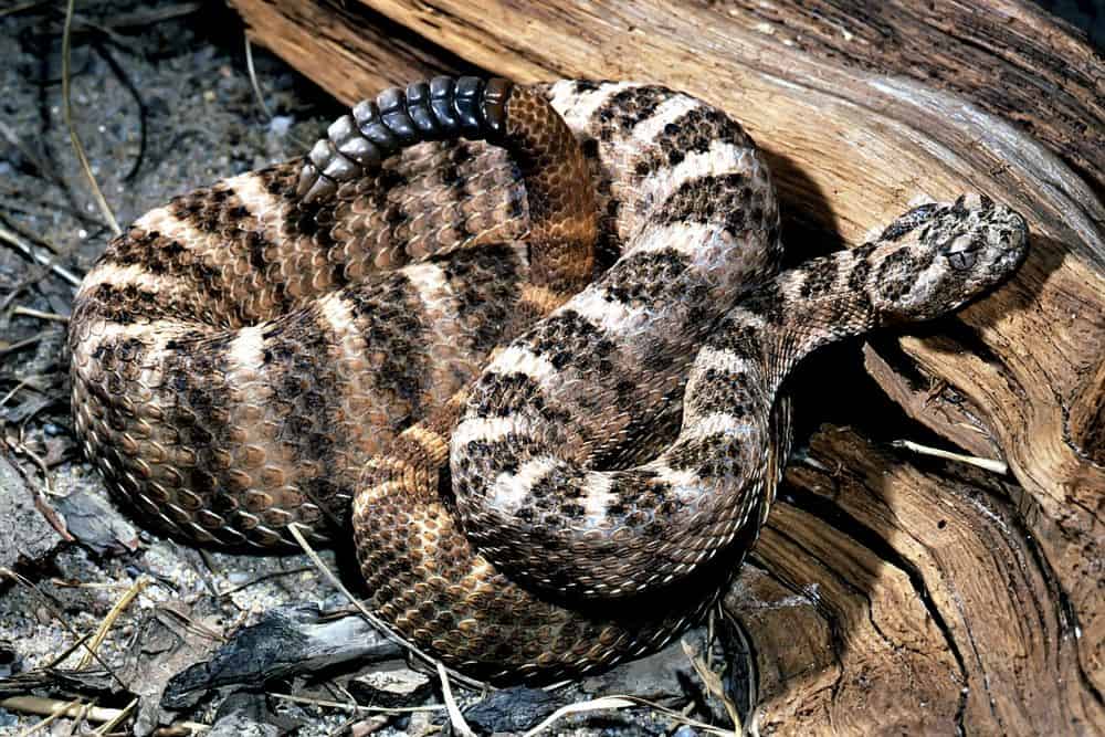 Serpiente de cascabel tigre