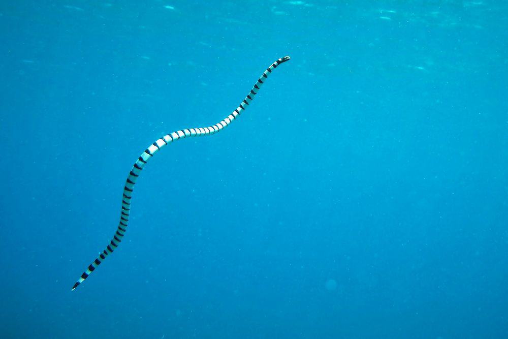 serpiente de mar que sale a la superficie para respirar