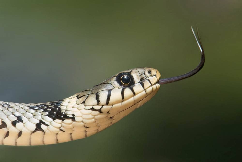 serpiente que huele el aire con la lengua