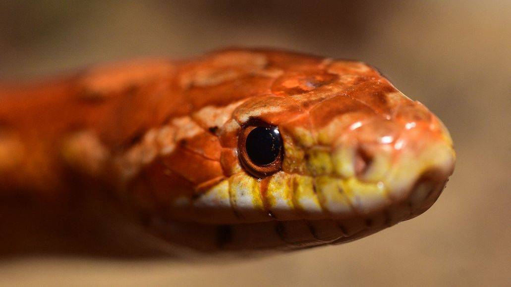 serpiente mirando a los ojos