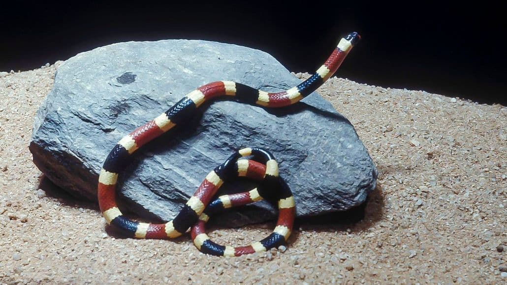 Serpiente coral occidental