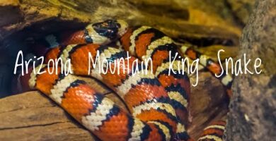 Especies Destacadas- Serpiente Rey de Montaña de Arizona