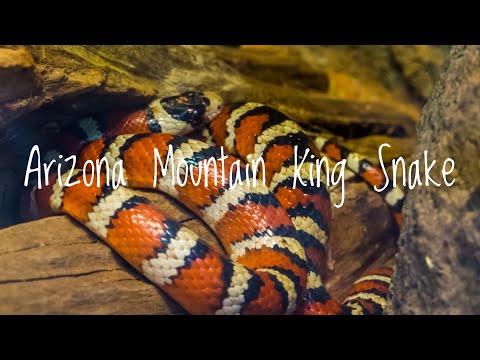 Especies Destacadas- Serpiente Rey de Montaña de Arizona
