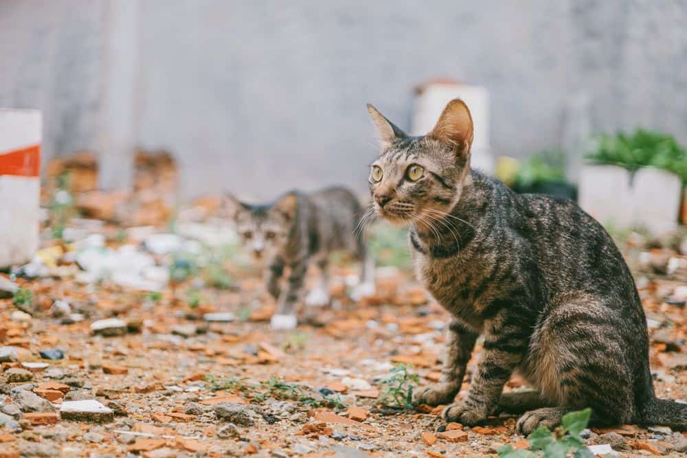 las serpientes tienen miedo a los gatos