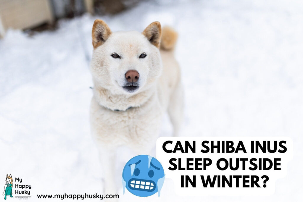 shiba inus dormir fuera