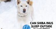 shiba inus dormir fuera