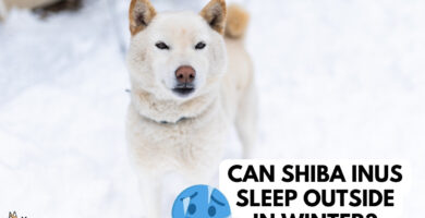 shiba inus dormir fuera