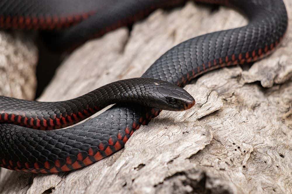 serpiente negra de vientre rojo