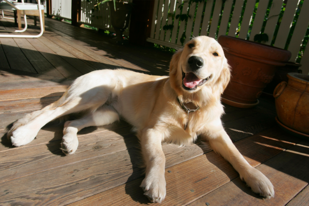 Cuidado Y Mantenimiento Del Labrador Retriever: Buenas Prácticas ...