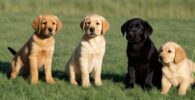 Las etapas de desarrollo del Labrador Retriever