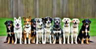 racismo en los perros