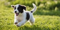 Los mejores materiales del patio para el área del Potty del perro y extremidades del uso