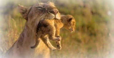 Animales Carnívoros