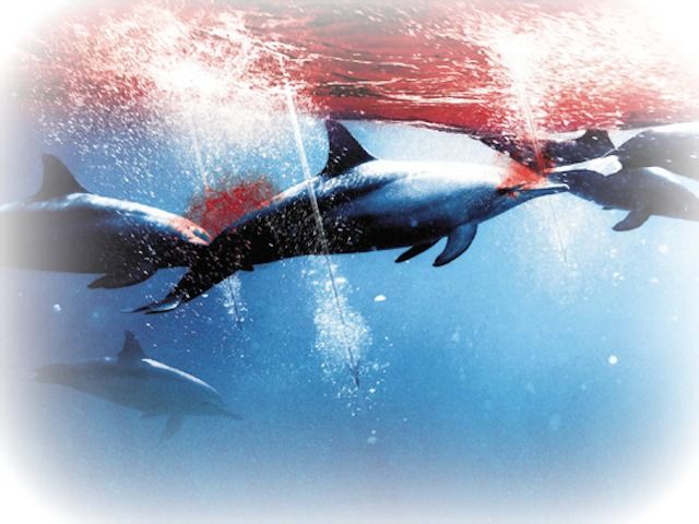 matanza-delfines