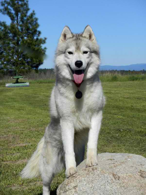 criador de husky en washington