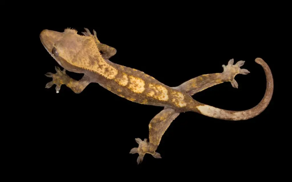 Cuidado del geco crestado