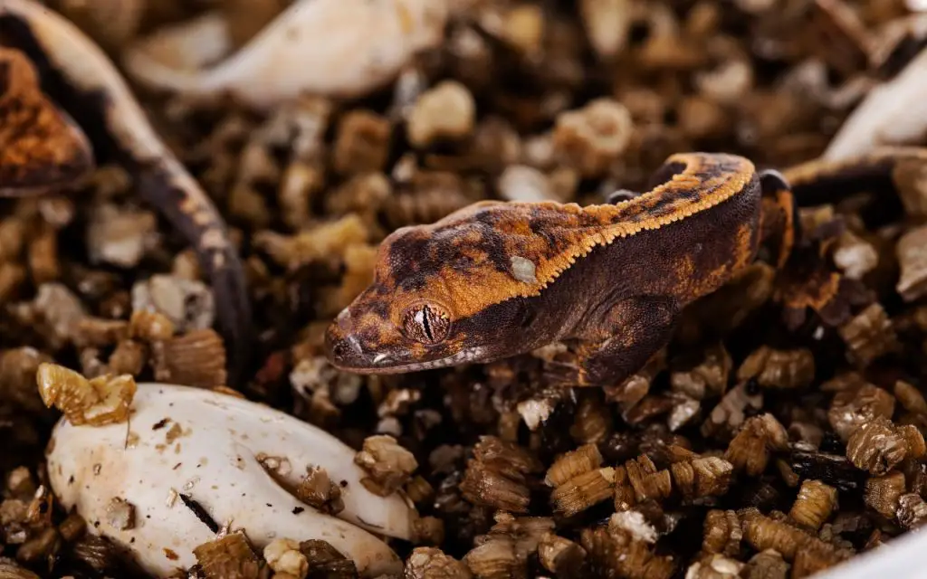 Cría del geco crestado