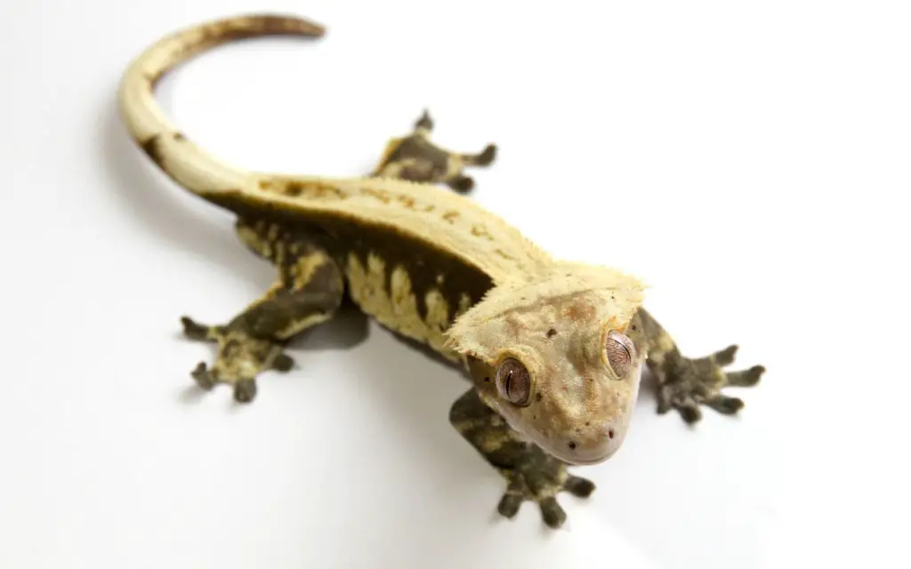 Cría del geco crestado