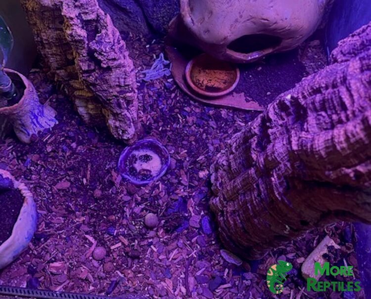 Mezcla de sustratos ABG