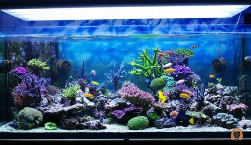 Acuario marino