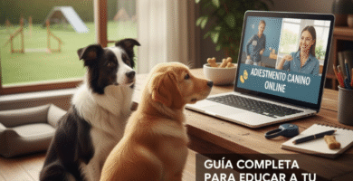 Adiestramiento Canino Online guía completa para educar a tu perro a distancia
