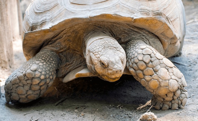 Tortuga de espuelas africana