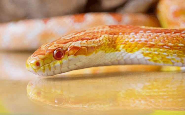 Serpiente de maíz albina Morph